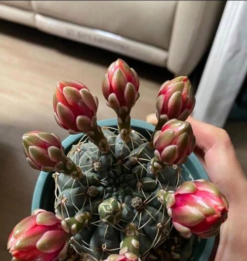 探秘仙人球开花的奥秘（培育技巧与养护要点，让仙人球绽放绚丽之花）