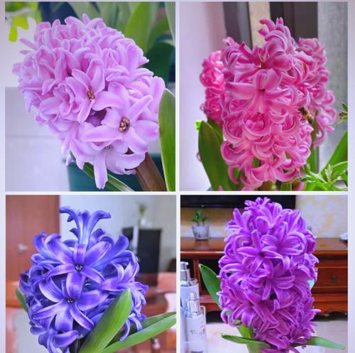 风信子花的土壤选择与养护技巧（探秘风信子花的土壤要求和栽培经验）
