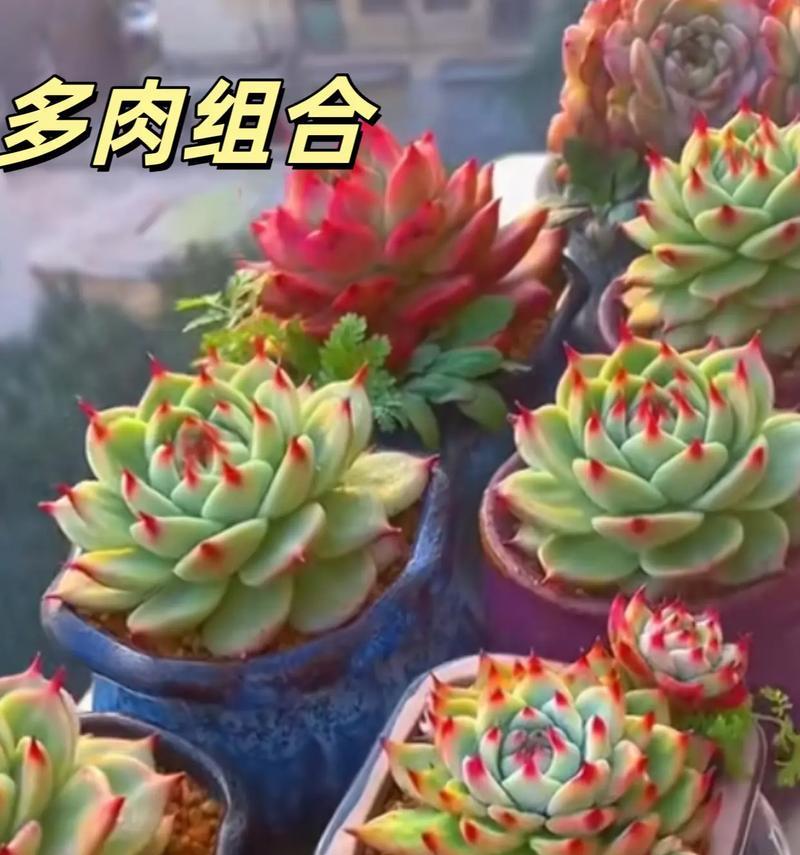 夏天养护多肉植物的绝佳方法（守护多肉生命，享受夏日绿意）