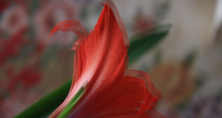 并蒂莲的养护技巧及方法（打造美丽的花园首选并蒂莲）