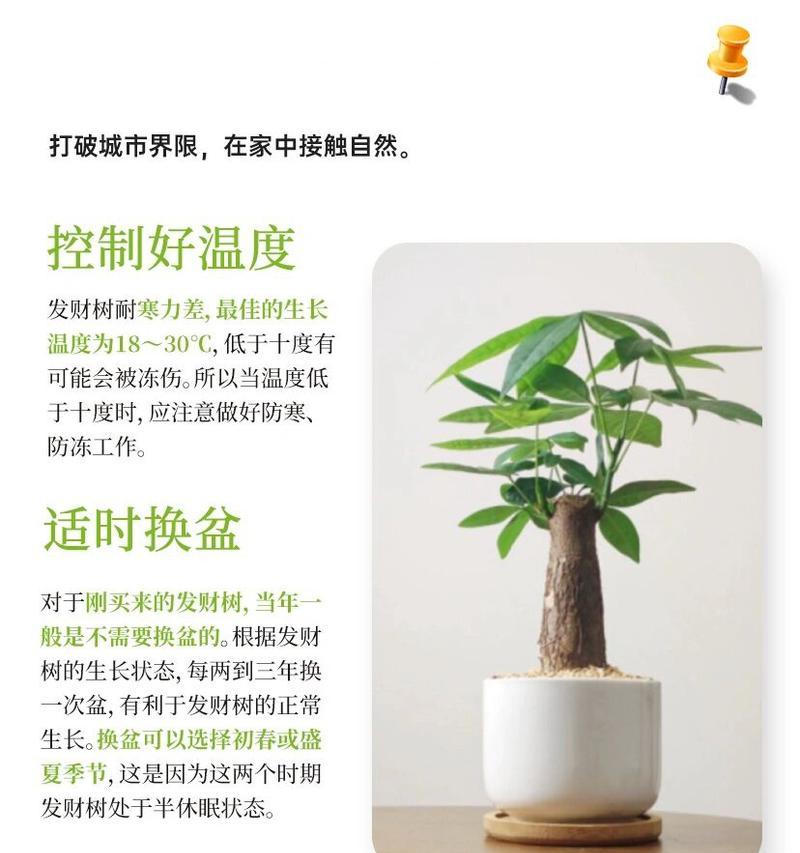 办公室发财树的养护技巧（打造繁茂的绿色办公环境，）