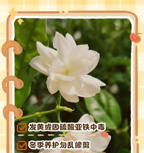如何处理花叶发黄问题（以叶子失去色彩为信号，正确对待植物健康的关键）
