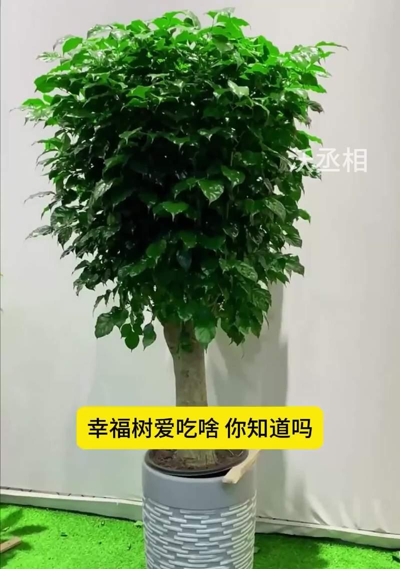 幸福树的养护秘籍（了解幸福树的生长需求，合理浇水关键）