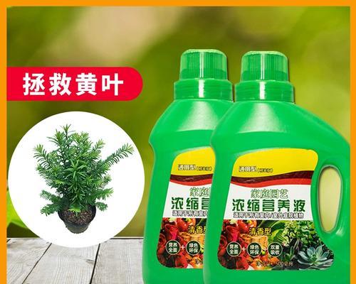 红豆杉黄叶问题解决方法（保护红豆杉健康的关键措施）