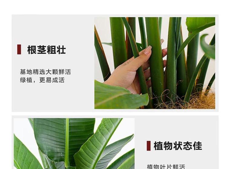 冬季鹤望兰叶子变黄的原因与应对方法（冬季养护技巧，让鹤望兰在寒冷季节依然鲜绿妖娆）
