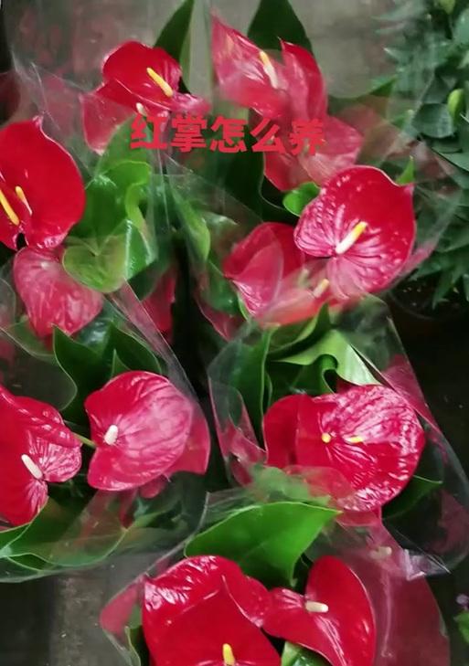 家里养火鹤，风水之宝（火鹤的五大作用及养殖技巧）
