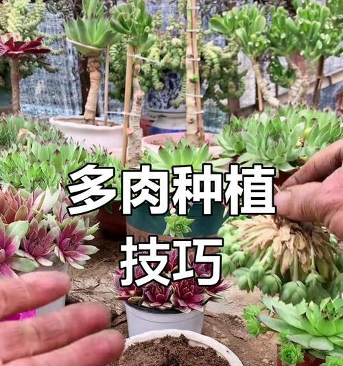 探索多肉植物分支繁殖之道（以多肉分支栽种为主题的全面指南）
