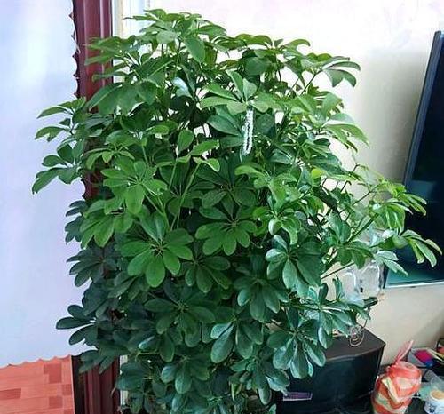 如意花的养殖方法（打造美丽花园的必备技巧）