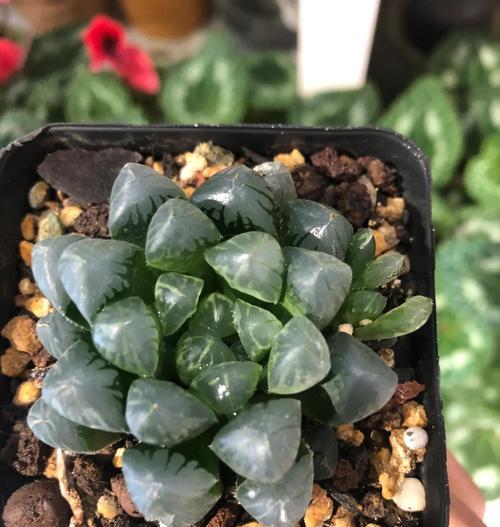 玉露养殖的技巧与方法（打造高品质的玉露茶叶）
