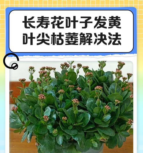 花叶子尖干的原因及处理方法（花叶子尖干的可能原因和有效的救治措施）
