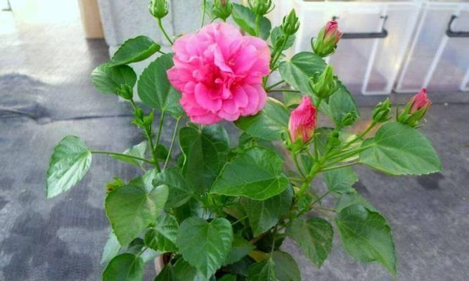 扶桑花的多彩世界——探寻不同颜色扶桑花的奇妙之处