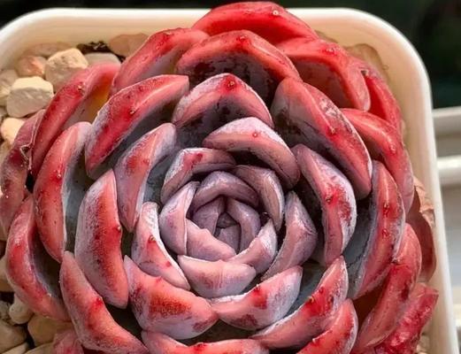如何正确养护新鲜肉类（初次烹饪鲜肉的正确方法与技巧）