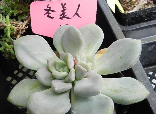 冬美人开花的奇迹（寒冬中的绚烂与希望）