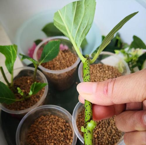 冬季扦插技巧（寒冷季节下的植物繁殖与养护秘笈）
