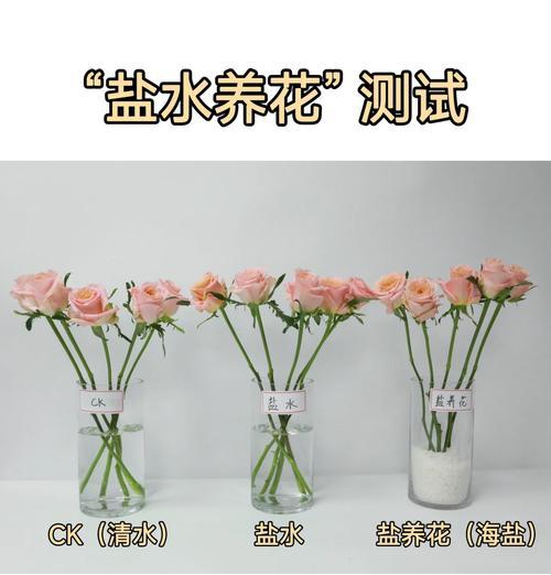 水中养殖玫瑰花，美丽生活的秘密（以家养玫瑰花的简单方法和技巧）