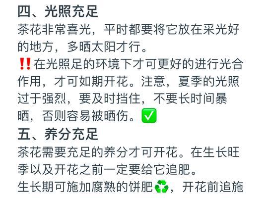 茶花怎样种植才能快速生长（关键步骤和技巧助您成功种植茶花）