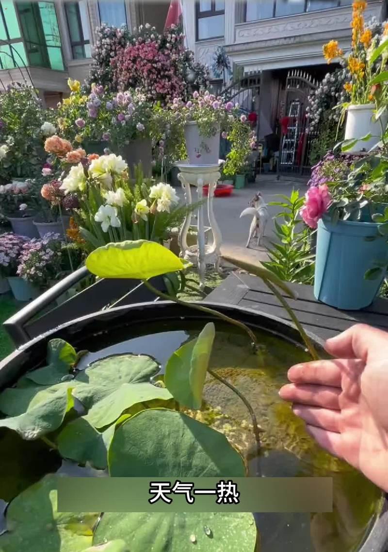 水培植物长虫子怎么办（水培植物虫害防治方法及注意事项）