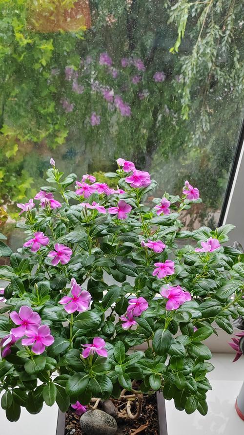 十二月盛开的鲜花（走进冬季的花海，一起感受冬日的美丽）
