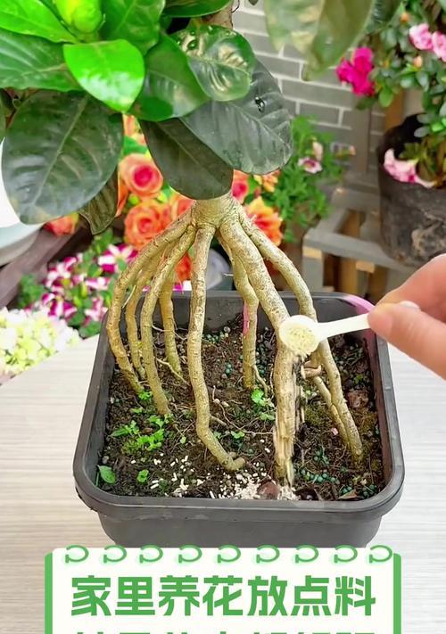 用水养花，这些方法可以帮你有效防蚊子！（解密养花过程中蚊子滋扰的原因及应对策略）