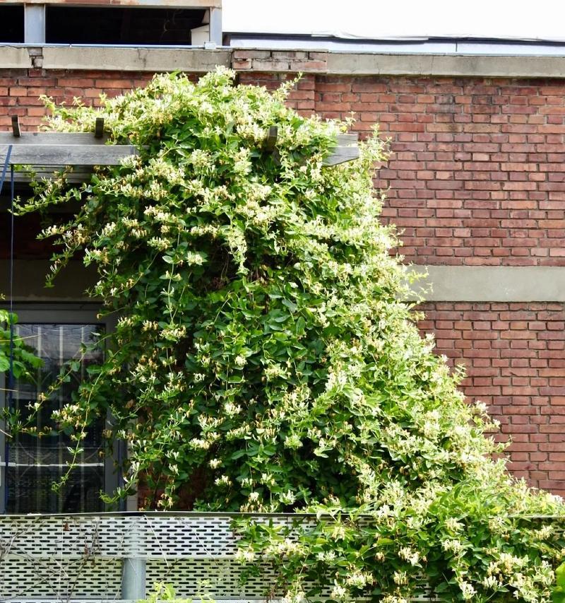 如何有效除去爬藤植物？（一种简便又环保的方法）