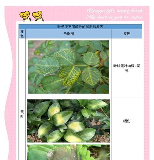花叶子为何会变软？（探究花叶子变软的原因及解决方法。）