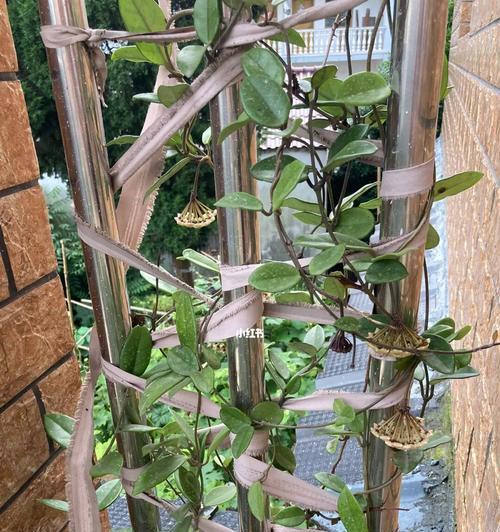 打造美观的花卉架子，展现花朵的魅力（关键步骤、材料选择和细节把握是关键）