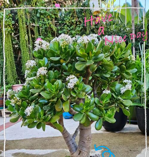 玉树花种植方法大揭秘（让你成为种植玉树花的专家）