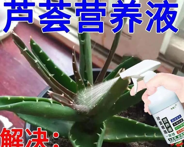 芦荟叶末端发黄？这是为什么！（了解芦荟叶末端发黄的原因及对策）