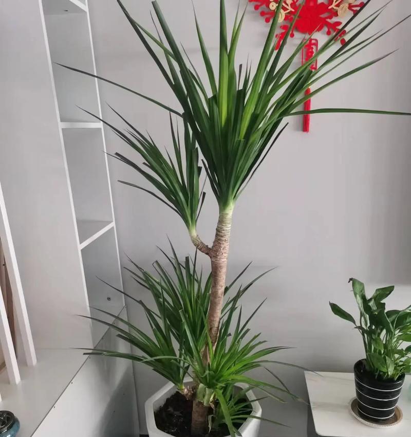 龙须木的养护技巧（打造绿意盎然的居家环境）