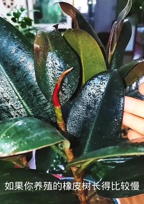 如何处理橡皮树叶子上的白点（有效清除橡皮树叶上的疑似病虫害）