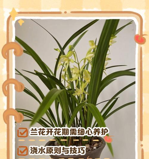 兰花怎样浇水才能开得更美（兰花浇水技巧分享，助你打造繁花盛开的花园）