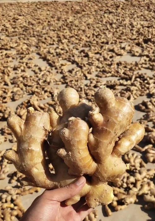 黄姜的种植方法及注意事项（黄姜适合在什么时间种植？种植黄姜需要注意哪些问题？）