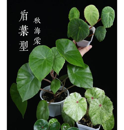 如何使毛叶秋海棠快速生长（充分利用环境条件，提高秋海棠的生长速度）