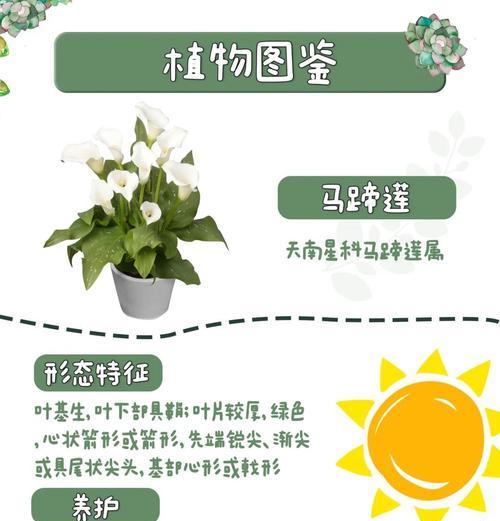 冬天马蹄莲变黄了怎么补救？（冬季保护花园中的马蹄莲，让它重现生机！）