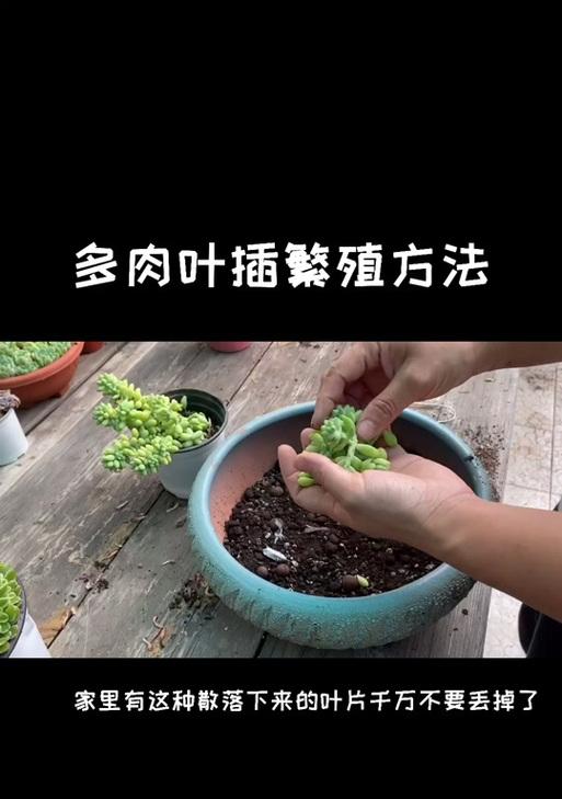 多肉插枝种植（以多肉怎么插枝种植？了解一下这些技巧吧！）