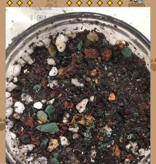 火龙果发芽加速技巧（从种子选择到管理技巧，让你的火龙果发芽更快）
