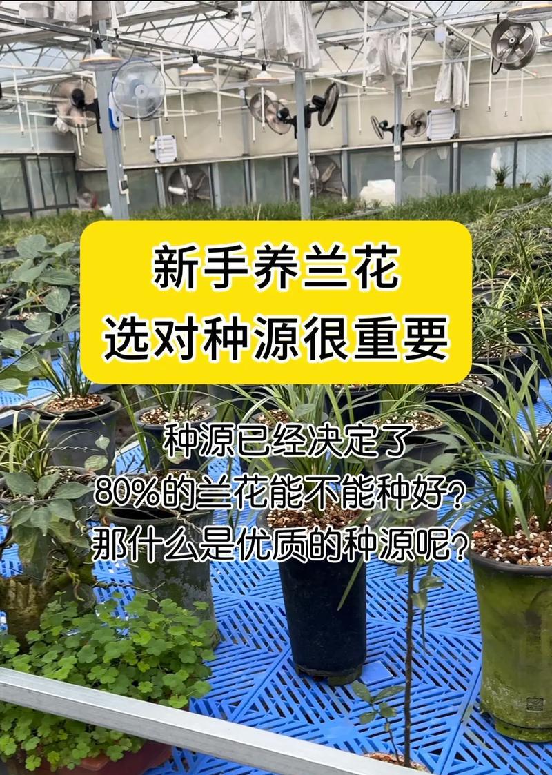 兰花养护指南（打造健康美丽的兰花花园）