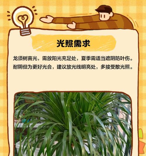 种龙须树的正确浇水方法（保持湿润是关键，注意浇水频率与水量）
