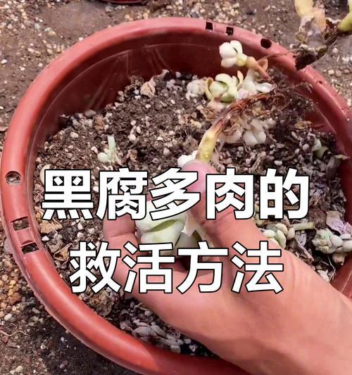 多肉救活大全（多肉植物如何快速恢复健康生长）