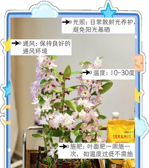 北方金钗石斛的养殖技巧与注意事项（打造北方家庭花园的首选品种，金钗石斛的种植与养护）