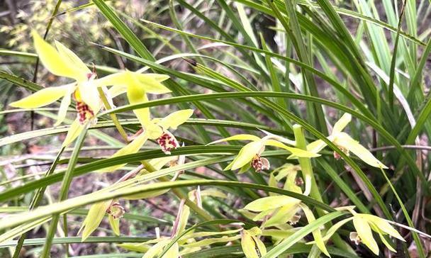 兰草花的种植技巧（如何正确地种植和护理兰草花）
