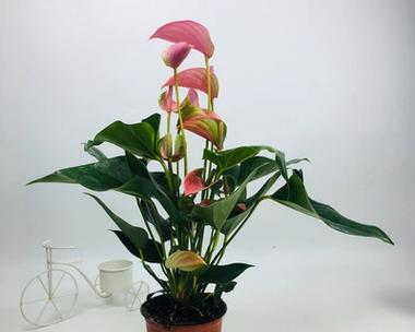 花卉粉掌的养殖技巧（打造花卉粉掌的繁花世界）