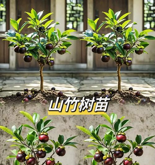 山竹于树的管理技巧（关注山竹于树的生长环境，助力丰收）