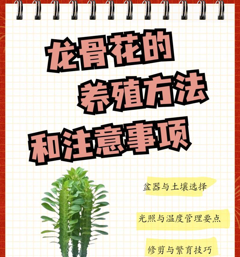 龙骨盆景的养护指南（打造独特风格的室内盆景，提升居家环境）