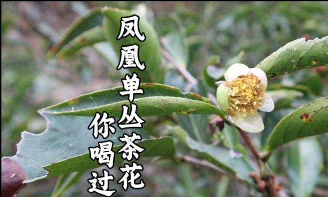 茶叶花繁殖的技巧与方法（了解茶叶花的繁殖需求和步骤，培育属于自己的茶叶花）