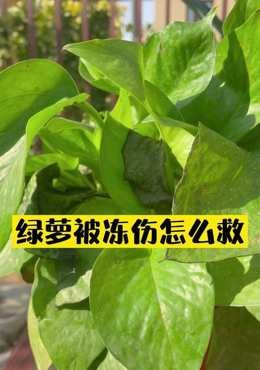 绿萝养护秘籍（绿萝怕冷吗？冬季怕不怕冻？如何做好防护？）