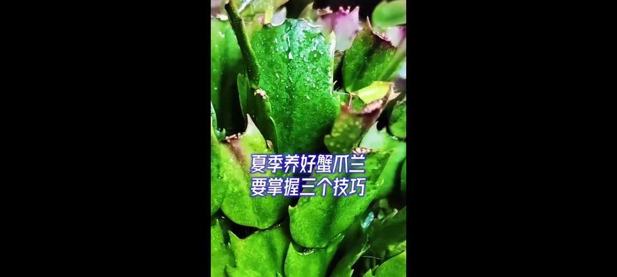 夏季蟹爪兰的养护秘籍（打造美丽的蟹爪兰花园，健康呵护从夏季开始）