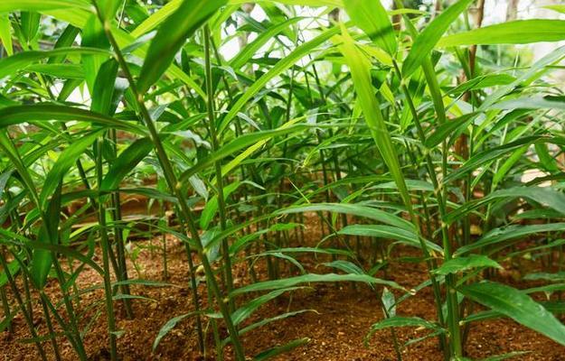 生姜的收获时间及上市季节（生姜的生长周期、成熟时间、采收时间和上市季节分析）