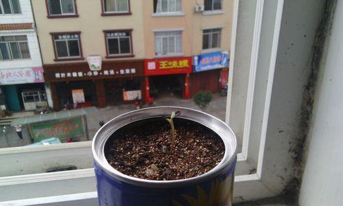 如何处理向日葵叶子发黑问题（防治向日葵叶片变黑的方法和技巧）