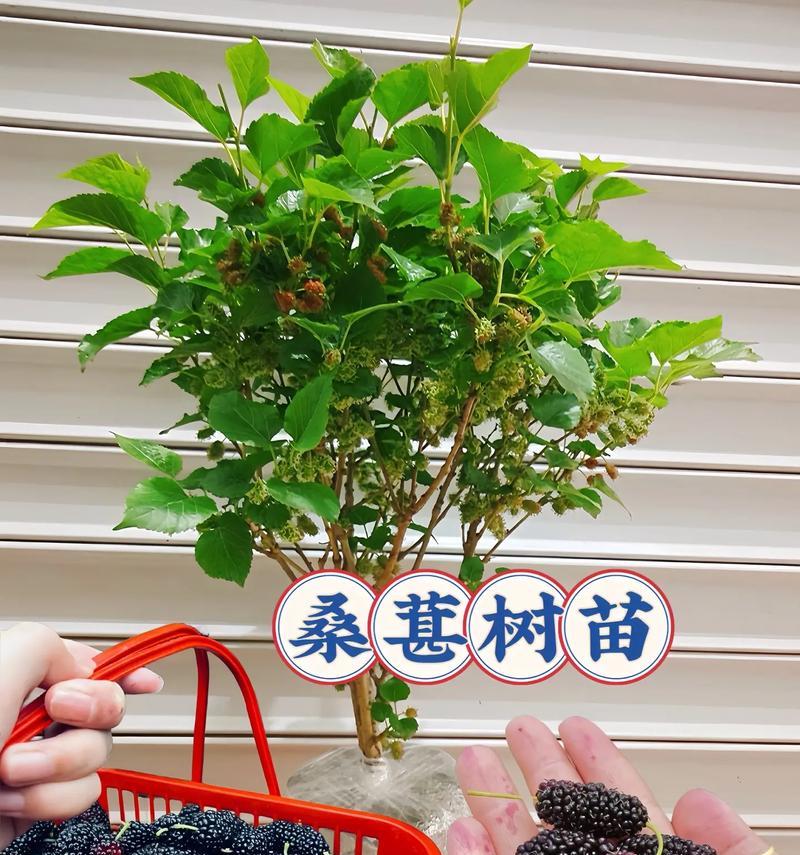 桑葚树修剪技巧（让您的桑葚树茁壮成长）